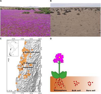 Microbiome Dynamics Associated With the Atacama Flowering Desert